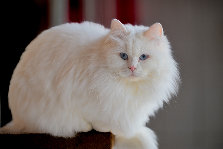 Angora cats splendor