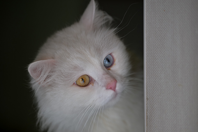 fluffy turkish angora kitten