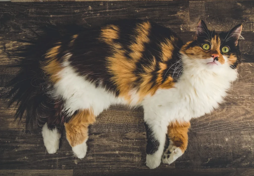 luxury indoor angora cat breed