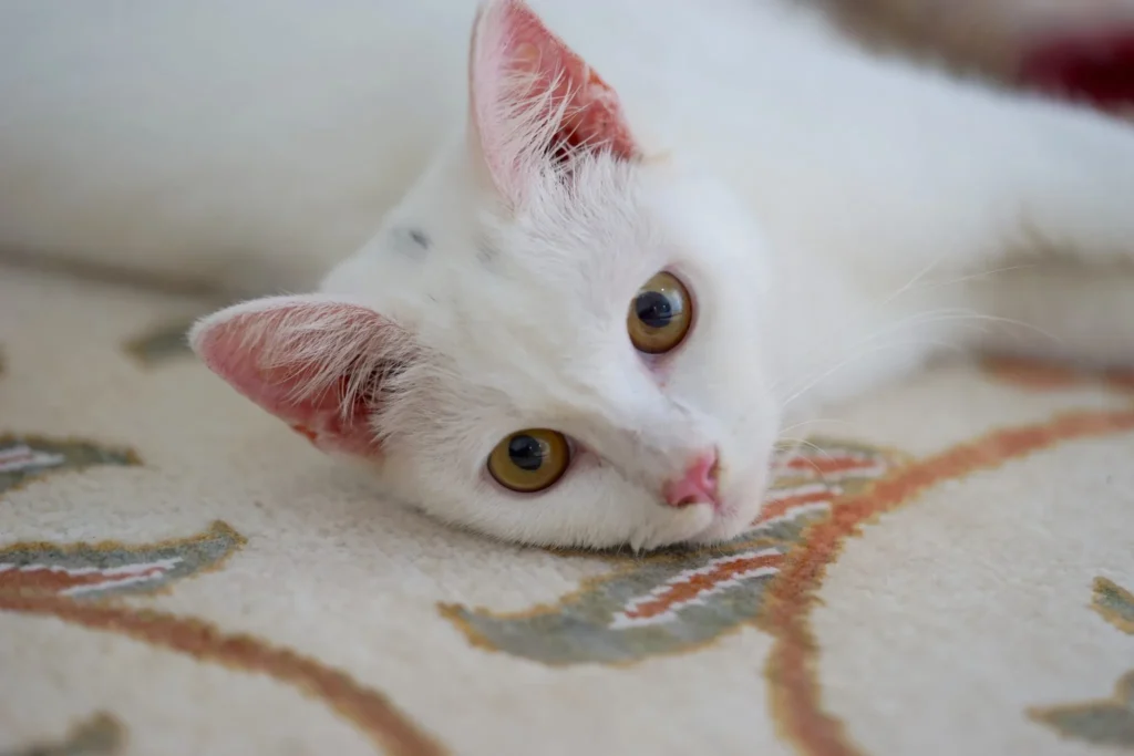 playful turkish angora cat at home
