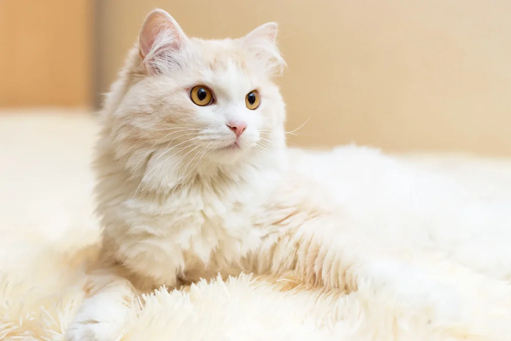 rare odd eyed angora cat