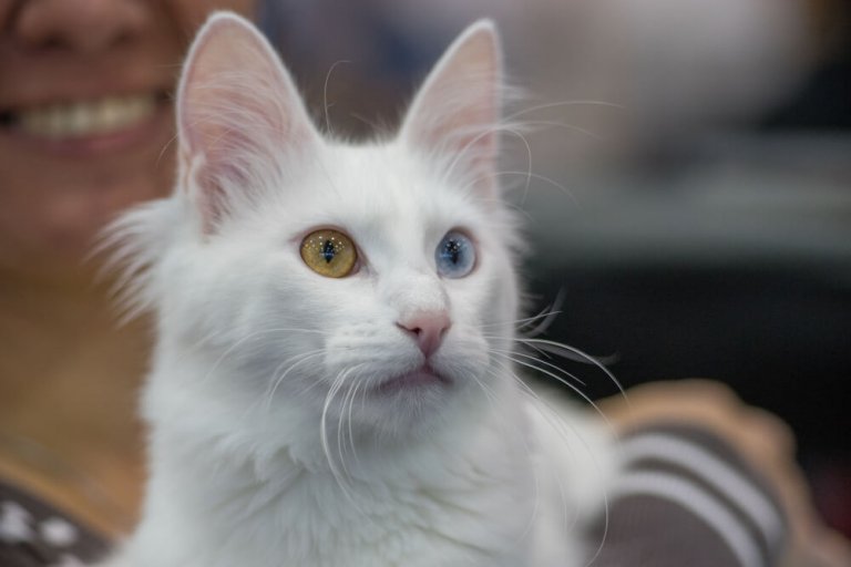 silky fur angora cat portrait