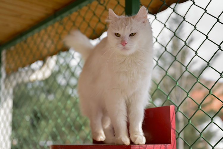white angora cat with blue eyes